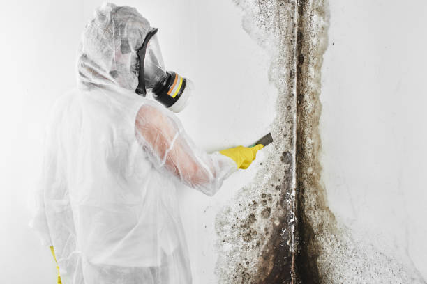 Best Attic Mold Removal  in Princeton, TX