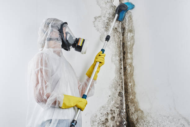 Best Black Mold Removal  in Princeton, TX