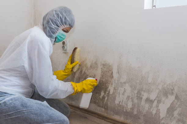 Best Mold Damage Repair  in Princeton, TX