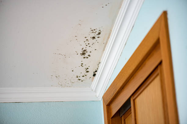 Best Residential Mold Removal  in Princeton, TX