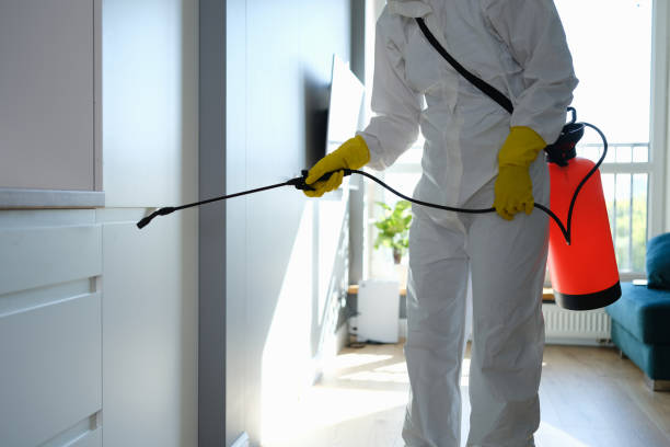 Attic Mold Removal in Princeton, TX