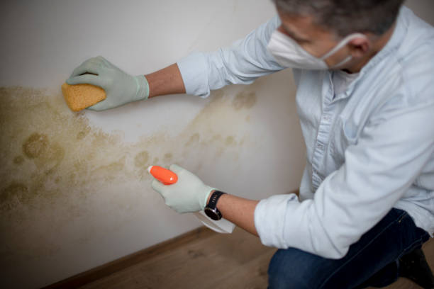 Best Certified Mold Removal  in Princeton, TX