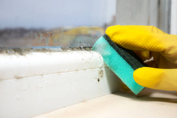 Best Attic Mold Removal  in Princeton, TX