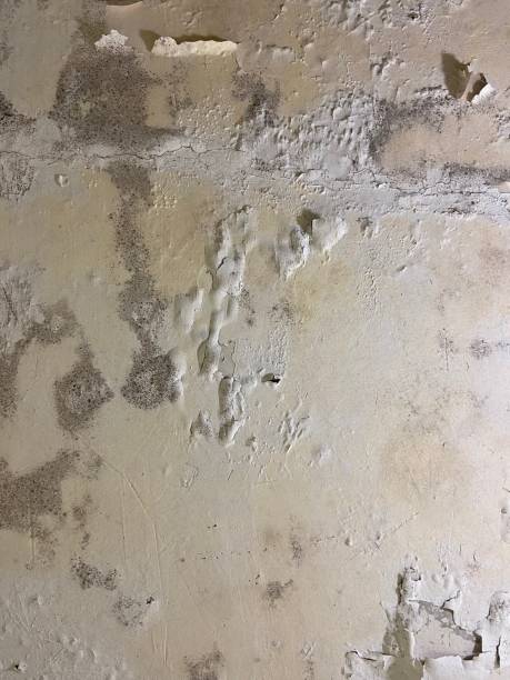 Best Mold Damage Repair  in Princeton, TX