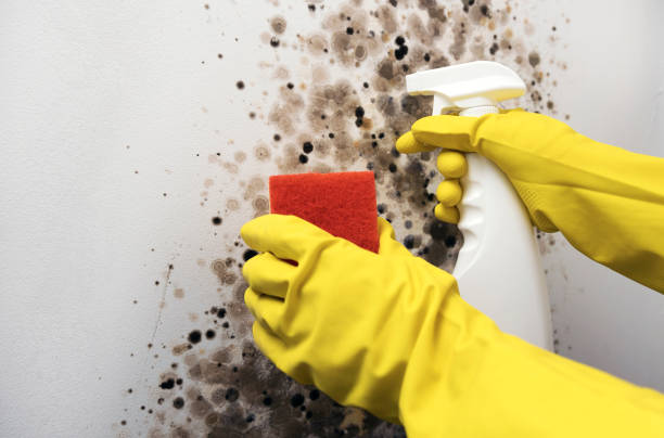 Best Black Mold Removal  in Princeton, TX