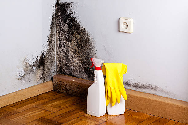 Best Mold Cleaning Services  in Princeton, TX