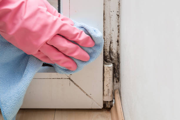 Trusted Princeton, TX Mold Removal Experts