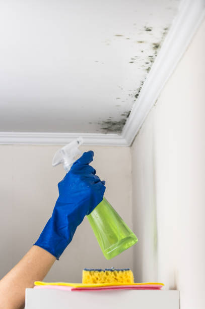 Best Certified Mold Removal  in Princeton, TX