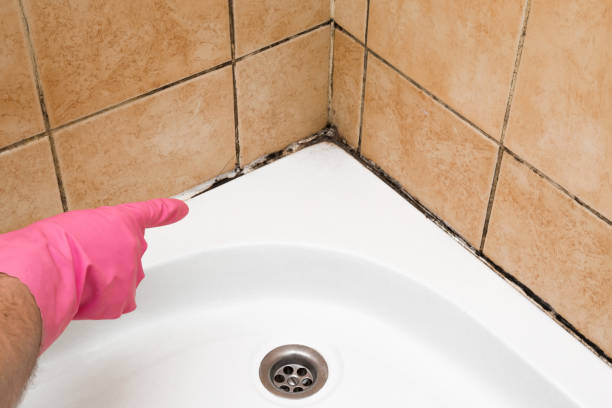 Best Toxic Mold Removal  in Princeton, TX